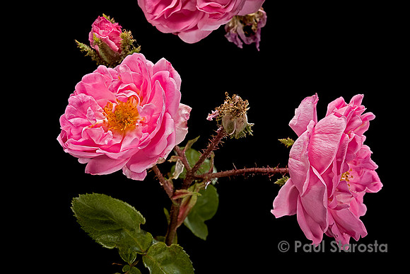Rosa X centifolia muscosa ‘Jeanne de Montfort’