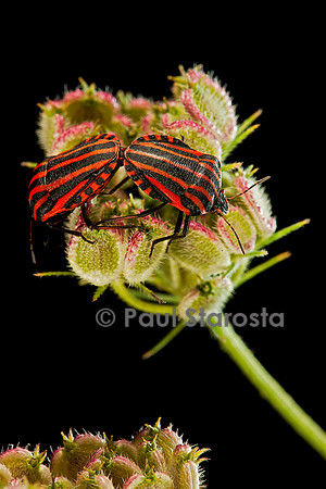Graphosoma italicum (graphosome italien) - accouplement