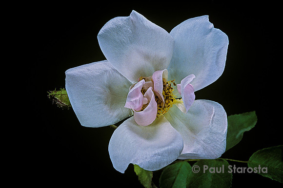 Rosa X centifolia muscosa ‘Gabrielle Noyelle’