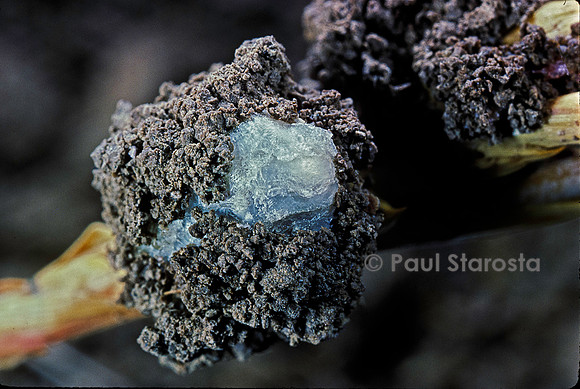 Porphyrophora hamelii (cochenille d'Arménie) - cocon