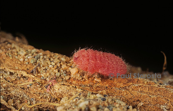 Porphyrophora violaceae (cochenille) - larve de mâle
