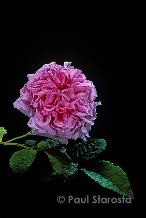 Rosa X damascena ‘Duchesse de Rohan’