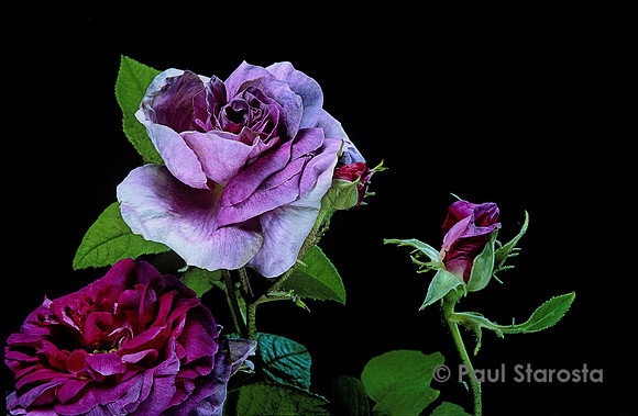 Rosa gallica ‘Jenny Duval’