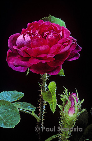 Rosa X centifolia muscosa ‘Eugénie Guinoisseau’