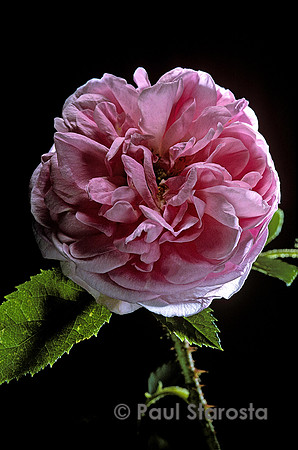 Rosa X centifolia muscosa ‘Mme Edouard Ory’