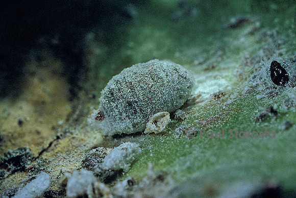 Dactylopius coccus (cochenille du cactus)