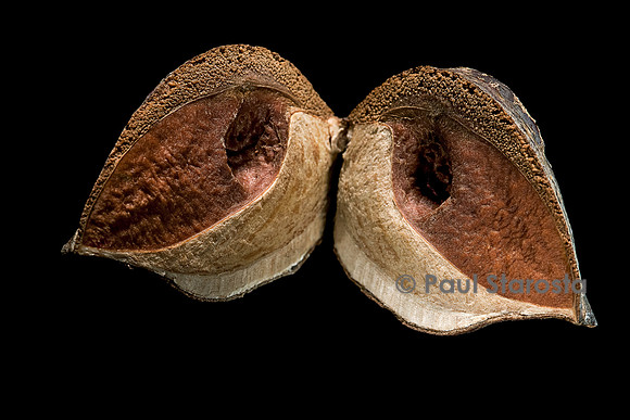 Hakea sericea (silky hakea) - fruits
