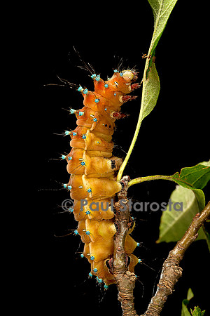Saturnia pyri (grand paon de nuit) - chenille avant sa métamorphose