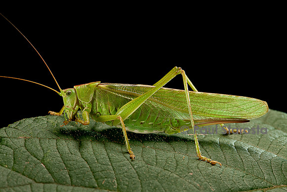 Tettigonia viridissima (sauterelle verte)