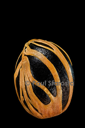 Myristica fragrans (noix de muscade, muscadier)