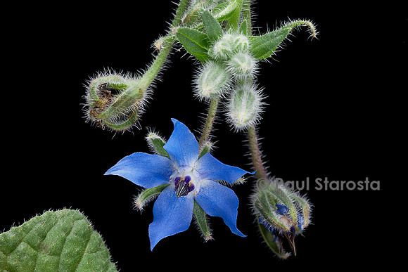 Borago officinalis (bourrache, bourrache officinale)