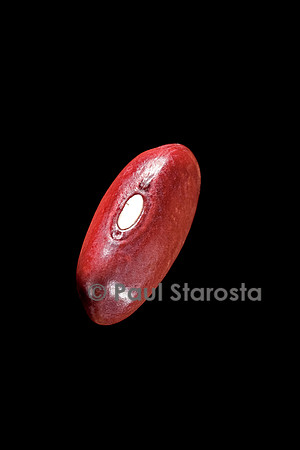 Phaseolus vulgaris (haricot) Hormaux Wade