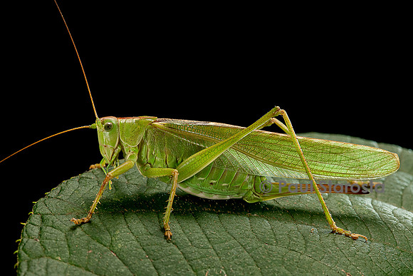 Tettigonia viridissima (sauterelle verte)