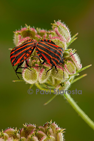 Graphosoma italicum (graphosome italien) - accouplement