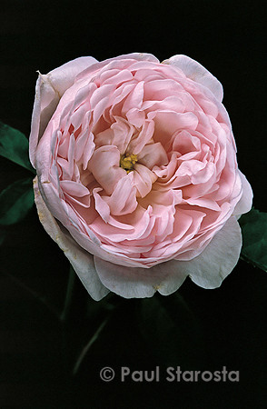Rosa gallica ‘Duchesse de Montebello’