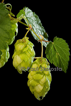Humulus lupulus (houblon) - cônes