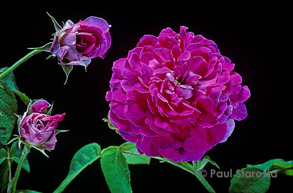 Rosa gallica ‘Bijou des Amateurs’