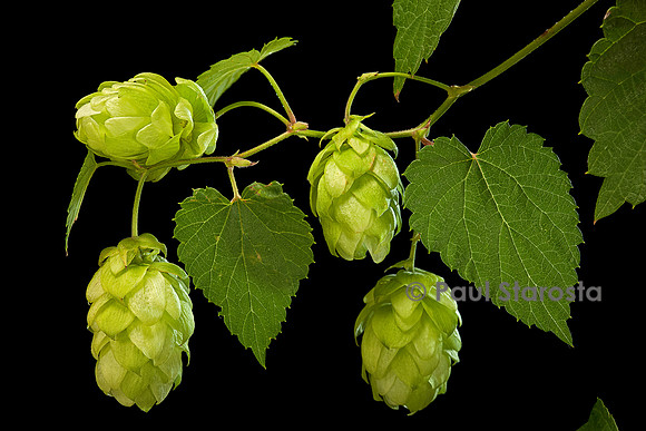 Humulus lupulus (houblon) - cônes