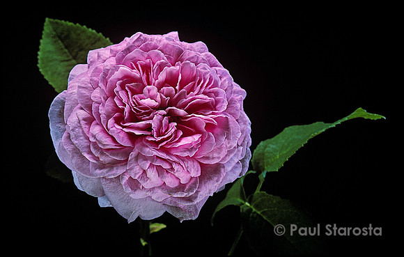 Rosa gallica ‘Belle sans Flatterie’