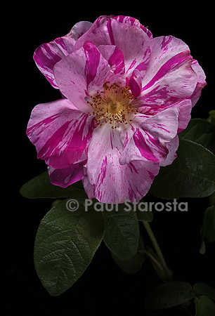 Rosa gallica ‘Versicolor’