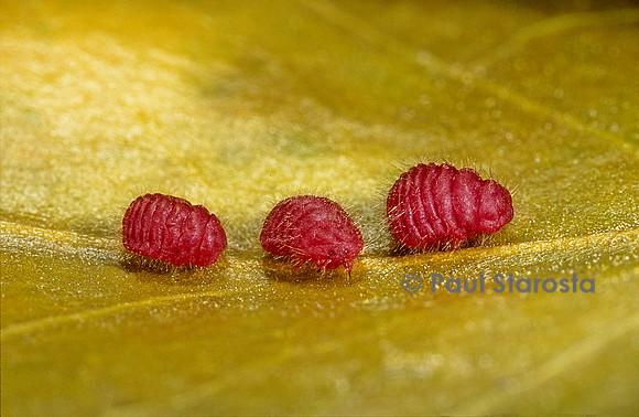 Porphyrophora sophorae (cochenille) - larves de mâle