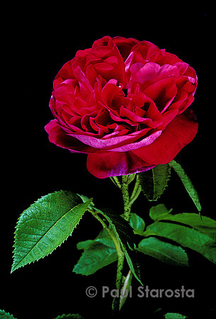Rosa gallica ‘Ville de Londres’