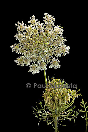Daucus carota (carotte sauvage)
