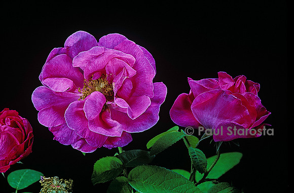 Rosa gallica ‘Naissance de Vénus’