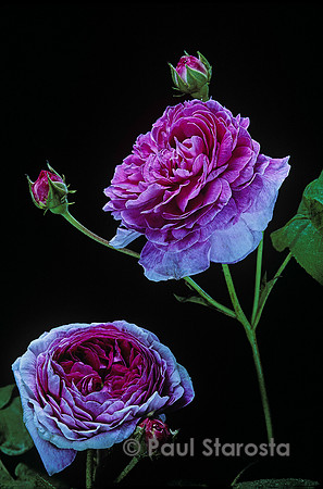 Rosa gallica ‘Ohl’