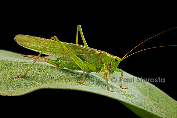 Tettigonia viridissima (sauterelle verte)
