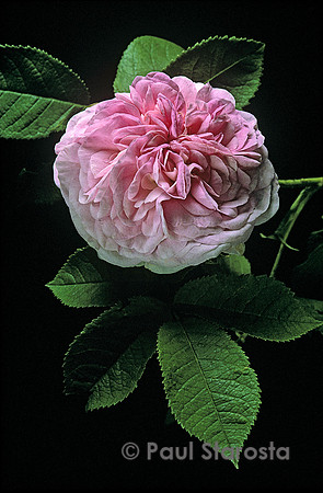 Rosa X damascena ‘La Ville de Bruxelles’