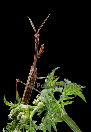 Empusa pennata (empuse commune) - mâle