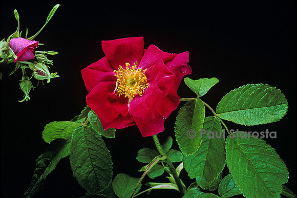 Rosa gallica ‘Officinalis’