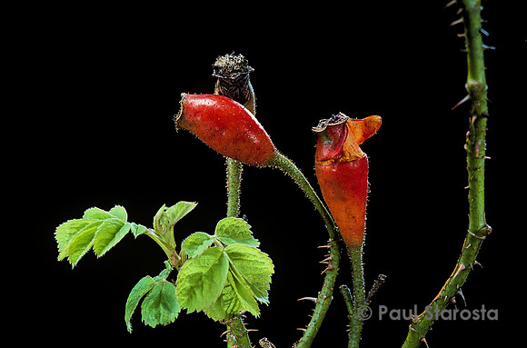 Rosa X damascena ‘Rose des Quatre Saisons’ - fruits