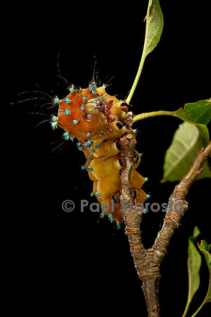Saturnia pyri (grand paon de nuit) - chenille avant sa métamorphose