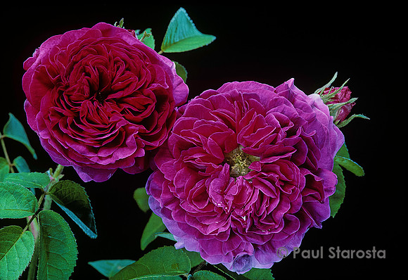 Rosa gallica ‘Belle Herminie’