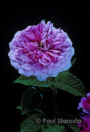Rosa gallica ‘Dembrowski’