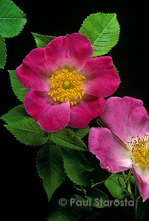 Rosa gallica ‘Complicata’