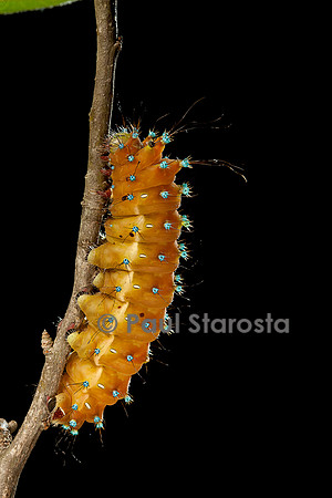 Saturnia pyri (grand paon de nuit) - chenille avant sa métamorphose