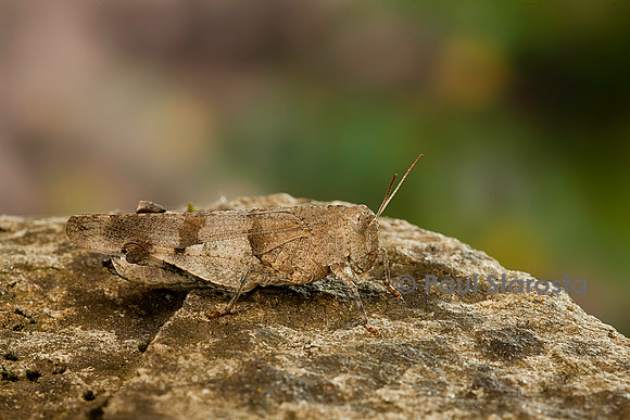 Oedipoda caerulescens (criquet à ailes bleues)