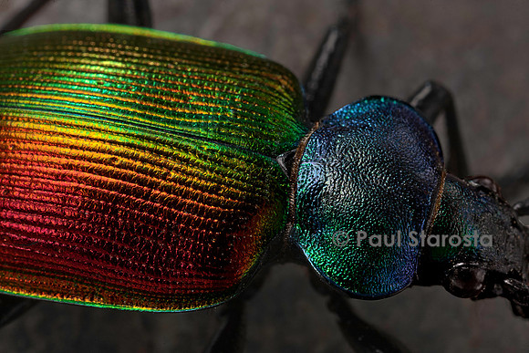 Calosoma sycophanta (grand calosome)