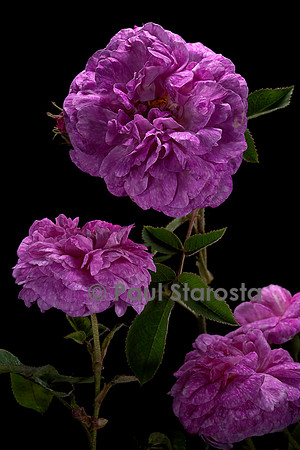 Rosa gallica ‘Alcime’