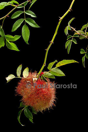 Diplolepis rosae - galle (galle de l'églantier ou bédégar)