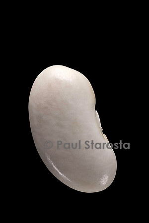 Phaseolus vulgaris (haricot) Tarbais