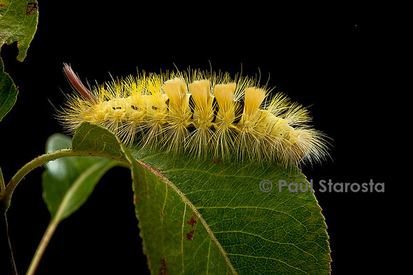 Calliteara pudibunda (la pudibonde) - chenille