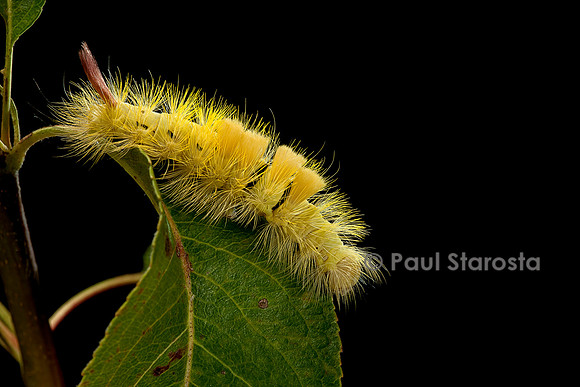 Calliteara pudibunda (la pudibonde) - chenille