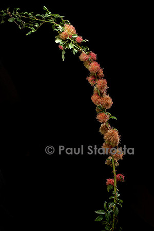 Diplolepis rosae - galle (galle de l'églantier ou bédégar)