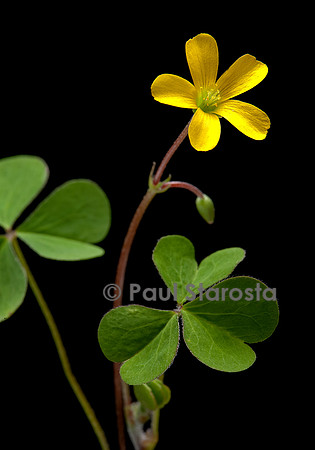 Oxalis corniculata (oxalis corniculé, oxalide corniculée)