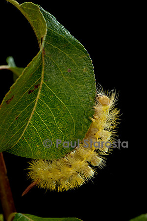 Calliteara pudibunda (la pudibonde) - chenille