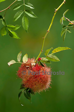 Diplolepis rosae - galle (galle de l'églantier ou bédégar)